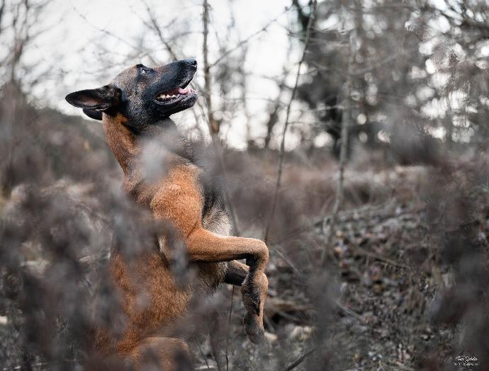 Falcon chien debout